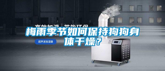 梅雨季節(jié)如何保持狗狗身體干燥?